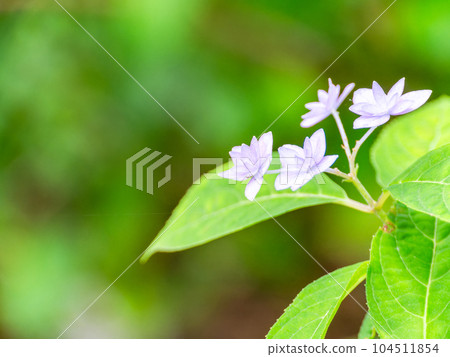西博爾德喜愛的美麗繡球花 夢幻繡球七段花 西博爾德喜愛的美麗繡球花 夢幻繡球七段花 104511854