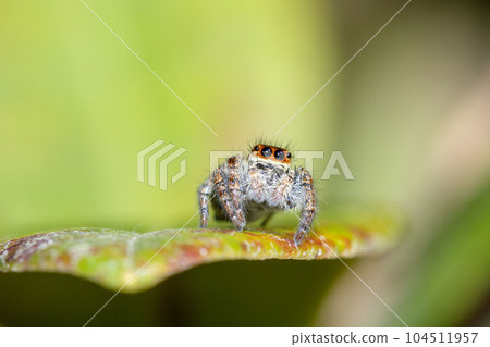 Necohaetri Necohaetri 104511957