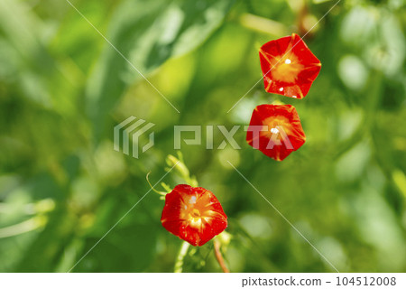 蔦蘿松 蔦蘿松 104512008