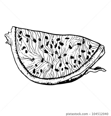 Vector pitaya dragon fruit slice in realistic detailed black white outline graphic illustration. Exotic tropical plant for textile, fabric 104512040