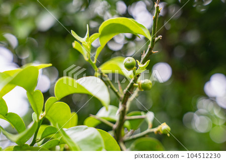 小柚子果 小柚子果 104512230