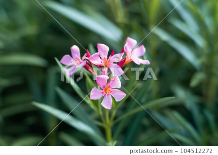 Beautiful pink flowers with green leaves in botanical garden. Beautiful pink flowers with green leaves in botanical garden. 104512272