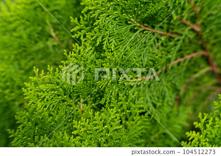 Closeup of cypress tree branch in the hedge in garden. Green leaves background, fresh summer cypress leaves. Texture of Pine branch. Closeup of cypress tree branch in the hedge in garden. Green leaves background, fresh summer cypress leaves. Texture of Pine branch. 104512273