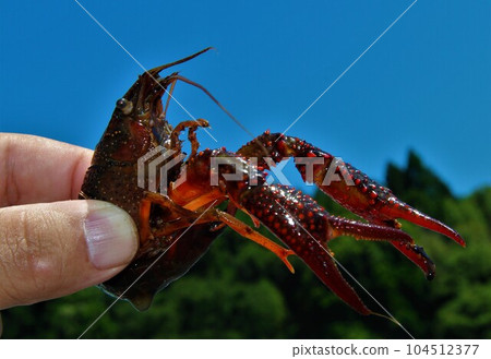crayfish catch 104512377