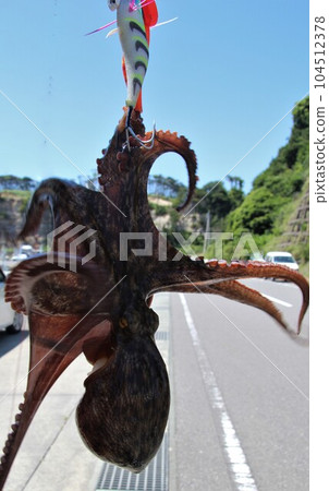 Octopus fishing 104512378