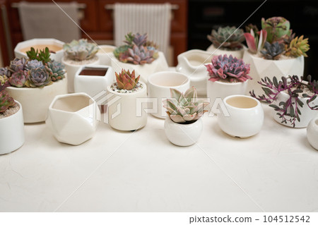 Echeveria Succulent house plant in a pot and other potted house plants on a table Echeveria Succulent house plant in a pot and other potted house plants on a table 104512542