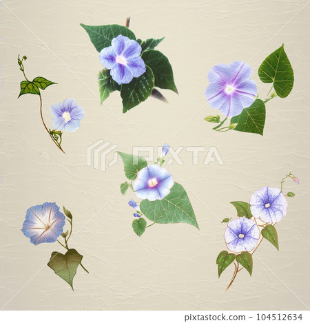 Morning glory 104512634