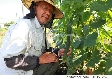 Senior man harvesting cucumbers Senior man harvesting cucumbers 104512829