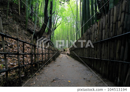 A beautiful old bamboo grove that has continued since the Edo period A beautiful old bamboo grove that has continued since the Edo period 104513194