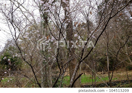 布什櫻花盛開[相模原市津久井，3月] 104513209