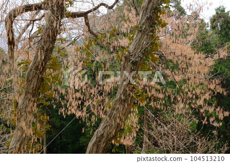 Red hornbeam flower buds [Tsukui, Sagamihara City, March] 104513210
