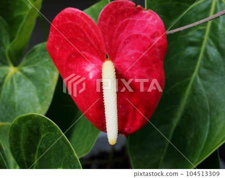 Anthurium flowers Anthurium flowers 104513309