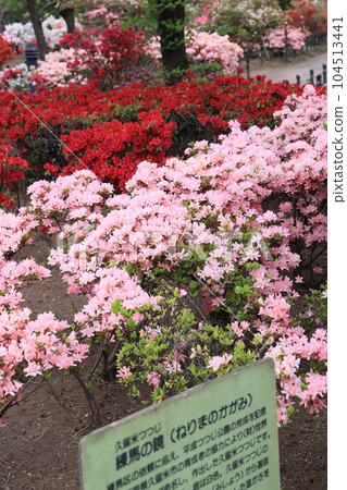 Azalea flowers in full bloom at Nerima Ward Heisei Tsutsuji Park in Nerima Ward, Tokyo Azalea flowers in full bloom at Nerima Ward Heisei Tsutsuji Park in Nerima Ward, Tokyo 104513441