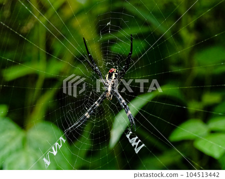 金蛛蜘蛛巢 金蛛蜘蛛巢 104513442