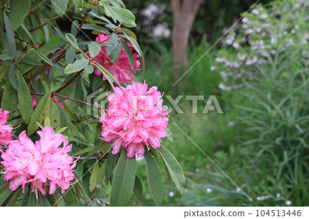練馬區平成杜鵑公園的杜鵑花 104513446