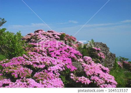 Mount Tsurumidake (Beppu City) in which Miyama Kirishima blooms 104513537