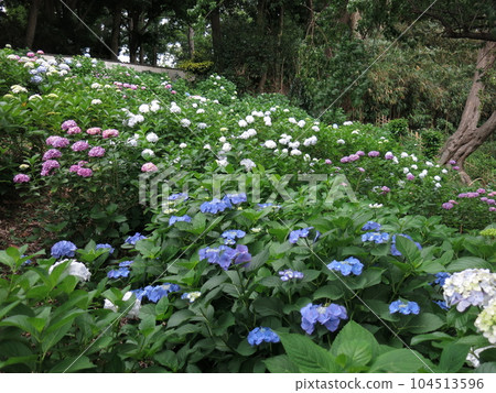 繡球花盛開的川崎市多摩區妙樂寺(鐘樓後方的斜坡上) 繡球花盛開的川崎市多摩區妙樂寺(鐘樓後方的斜坡上) 104513596