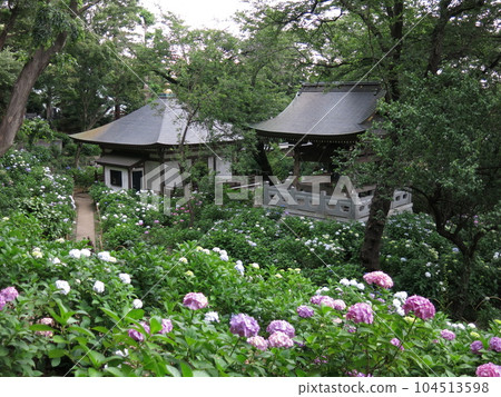 Myorakuji Temple in Tama Ward, Kawasaki City, where hydrangeas bloom (near the bell tower) 104513598