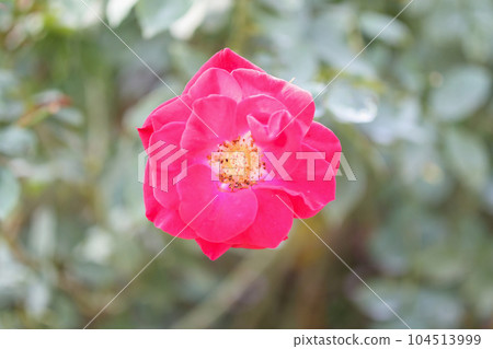 Beautiful red roses flower in the garden Beautiful red roses flower in the garden 104513999