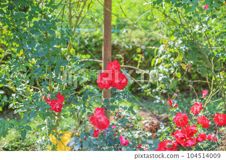 Beautiful red roses flower in the garden Beautiful red roses flower in the garden 104514009