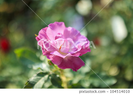 Beautiful wild roses flower in the garden Beautiful wild roses flower in the garden 104514010