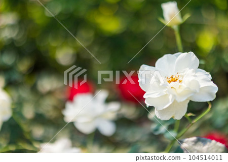 Beautiful white roses flower in the garden 104514011