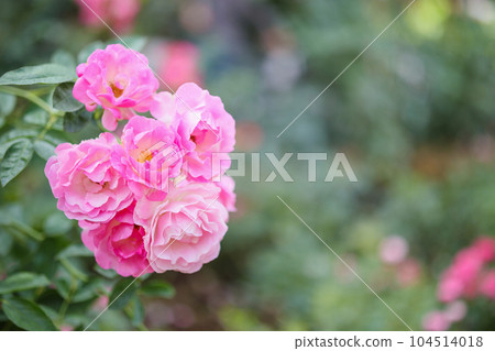 Beautiful pink roses flower in the garden Beautiful pink roses flower in the garden 104514018