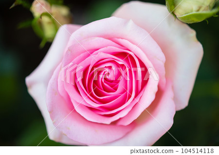 Beautiful colorful pink roses flower in the garden Beautiful colorful pink roses flower in the garden 104514118