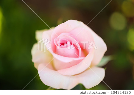 Beautiful colorful pink roses flower in the garden Beautiful colorful pink roses flower in the garden 104514120