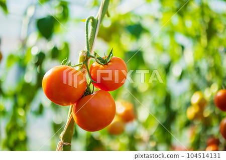 Fresh red ripe tomatoes hanging on the vine plant growing in organic garden 104514131