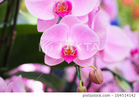 Beautiful Phalaenopsis Orchid flower blooming in garden floral background Beautiful Phalaenopsis Orchid flower blooming in garden floral background 104514142