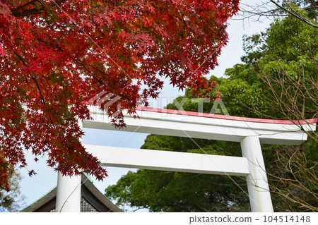 鎌倉神社美麗的秋葉和白色鳥居（神奈川縣鎌倉市） 104514148