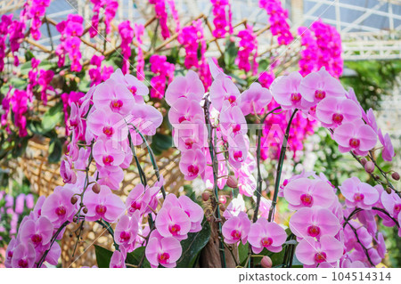 Beautiful Phalaenopsis Orchid flower blooming in garden floral background Beautiful Phalaenopsis Orchid flower blooming in garden floral background 104514314