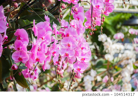 Beautiful Phalaenopsis Orchid flower blooming in garden floral background Beautiful Phalaenopsis Orchid flower blooming in garden floral background 104514317
