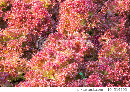 Fresh Lollo Rossa red leaves lettuce salad plant in organic farm 104514393