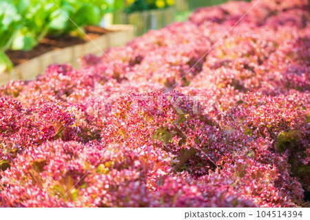Fresh Lollo Rossa red leaves lettuce salad plant in organic farm 104514394