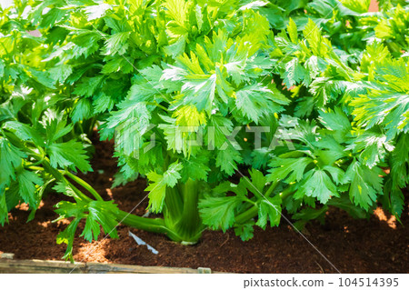 Fresh green celery plantation in organic vegetable farm 104514395