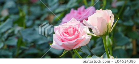 Beautiful colorful pink roses flower in the garden 104514396