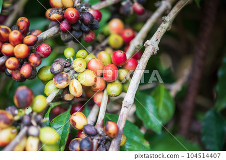 Fresh coffee beans on tree branches Fresh coffee beans on tree branches 104514407
