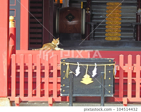 A cat resting at Shinozaki Hachiman Shrine in Kokurakita Ward, Kitakyushu City A cat resting at Shinozaki Hachiman Shrine in Kokurakita Ward, Kitakyushu City 104514432