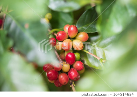 Fresh coffee beans on tree branches Fresh coffee beans on tree branches 104514684