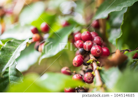Fresh coffee beans on tree branches Fresh coffee beans on tree branches 104514685