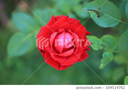 Beautiful red roses flower in the garden 104514762