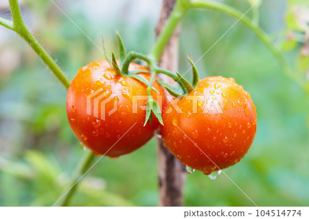 Fresh red ripe tomatoes plant hanging on the vine growth in organic garden ready to harvest 104514774