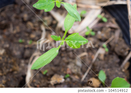 Tomato sprouts close up in the garden Tomato sprouts close up in the garden 104514912