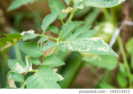 Tomatoes plant with disease on leaves in vegetable garden 104514913