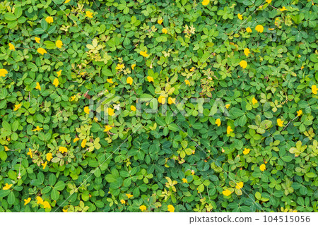 Pinto Peanut or Arachis pintoi with green leaves and yellow flower in the garden field top view 104515056