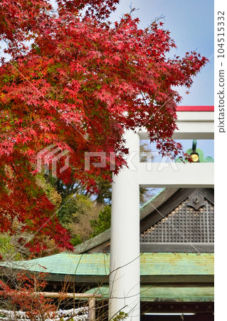 鎌倉神社美麗的秋葉和白色鳥居（神奈川縣鎌倉市） 104515332
