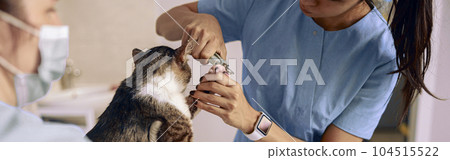 Asian veterinarian in blue uniform cuts cat claws while nurse holds pet in clinic 104515522