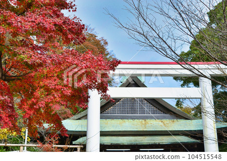 鎌倉神社美麗的秋葉和白色鳥居(神奈川縣鎌倉市) 鎌倉神社美麗的秋葉和白色鳥居(神奈川縣鎌倉市) 104515548